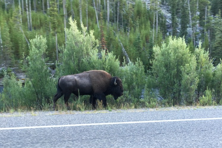 02 Yellowstone (206)